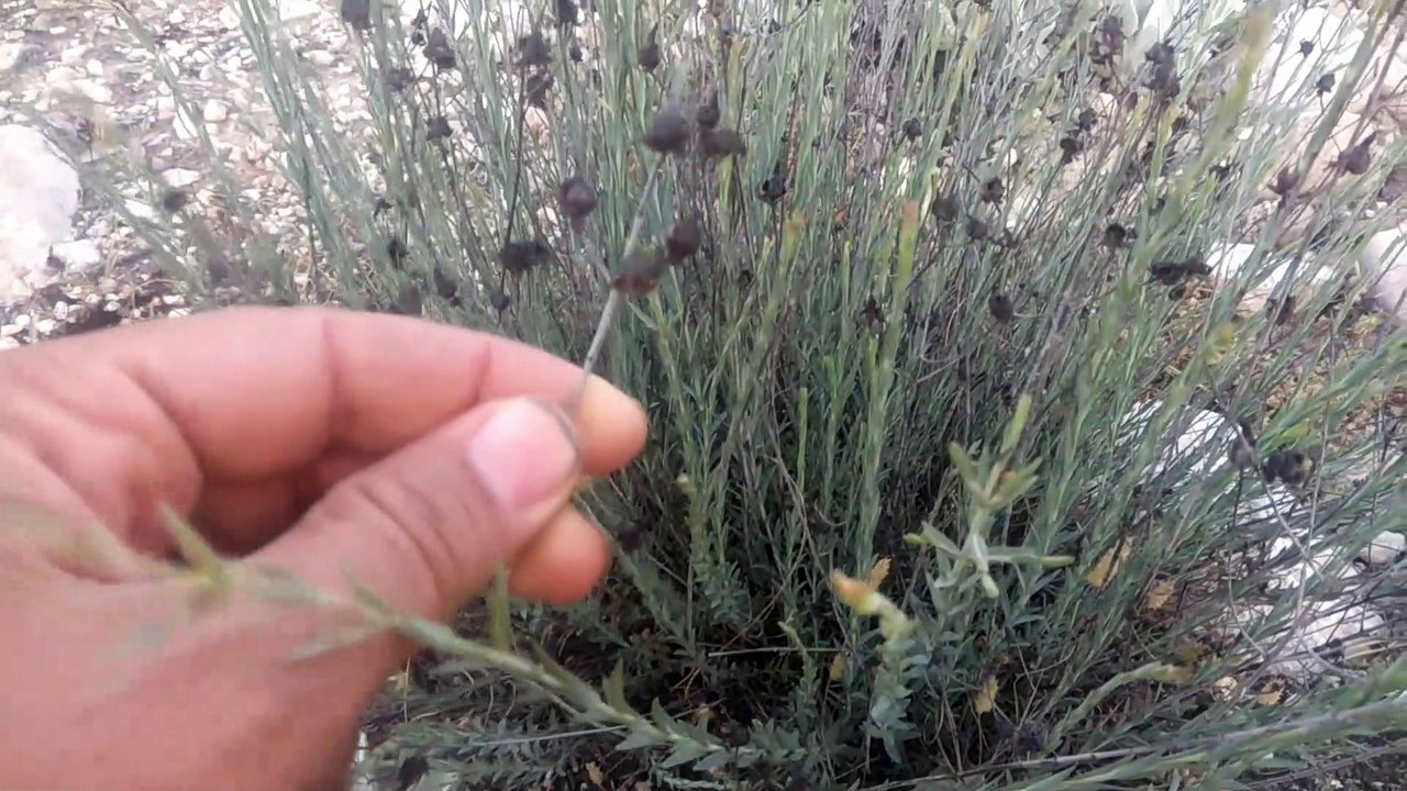 Yeni bir endemik bitki türünü keşfettim susuz topraklarda yetişen yabani bitki