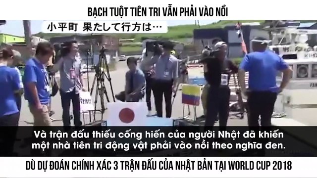 BẠCH TUỘT TIÊN TRI VẪN PHẢI VÀO NỒI DÙ DỰ ĐOÁN CHÍNH XÁC 3 TRẬN ĐẤU CỦA NHẬT BẢN TẠI WORLD CUP 2018