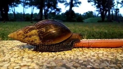 Do Snails feed on Carrot?