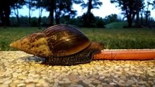 Do Snails feed on Carrot?