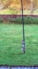 BEST Funnt pet EVER