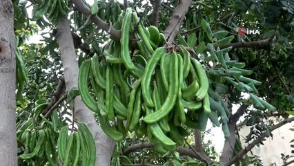 Bağışıklığı güçlendiren keçiboynuzunun Mersin'de ilk düzenli bahçeleri kuruldu
