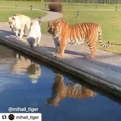 ALABAY COBAN KOPEKLERi ve KAPLANLAR BiRARADA - ALABAi DOGS and TiGERS TOGETHER