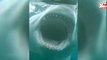 [YAN] Phát hiện siêu cá mập khổng lồ tại Majorca