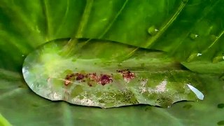 water on a tree leaf