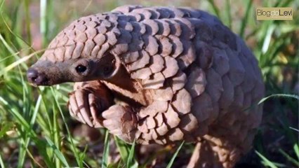 Dalton Gadelha explica sobre o pangolim e os efeitos causados pelo novo coronavírus