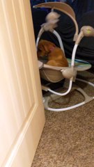 Puppy Loves Swinging in Human Brother's Chair