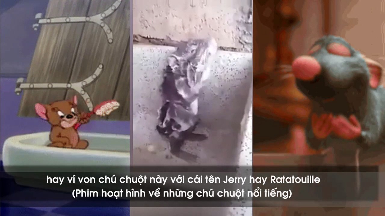 trước chú chuột đứng tắm như người, nhưng sự thật thì tàn nhẫn quá?