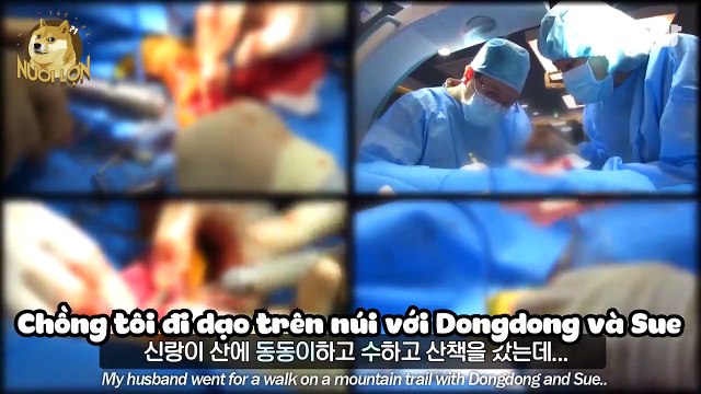 Câu chuyện kỳ diệu về 2 chú chó nhận nuôi một bé cún con bị thương đi lạc.