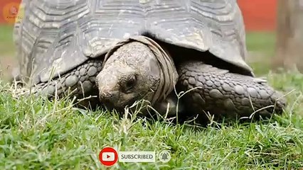 Top 10 Longest Living Animals in the world. টপ ১০ টি প্রাণী, যাদের আয়ু সবচেয়ে বেশি।