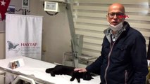 OSMANİYE Emekli olduğu okulun bahçesindeki yaralı kediyi tedavi ettirdi