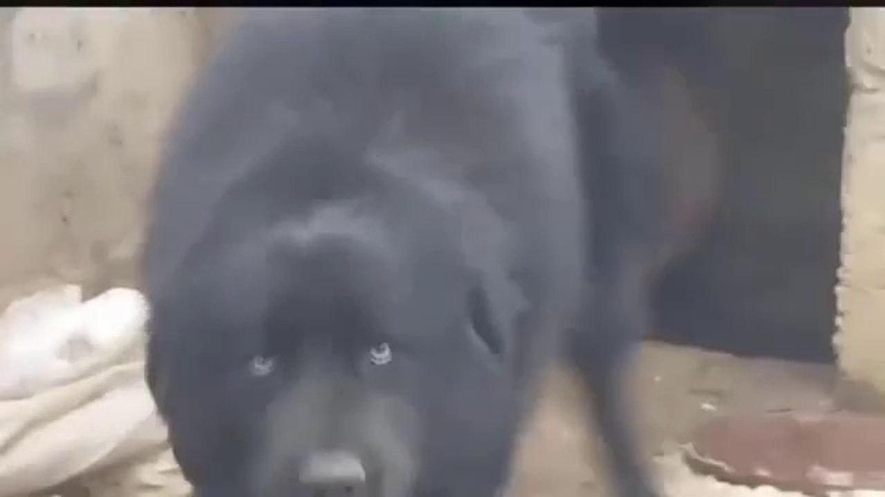 KARA ADAMCI KAFKAS COBAN KOPEGi - ANGRY BLACK CAUCASiAN SHEPHERD DOG