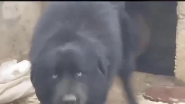 KARA ADAMCI KAFKAS COBAN KOPEGi - ANGRY BLACK CAUCASiAN SHEPHERD DOG