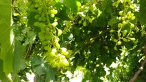 How To Earn Money From Grapes Farming In Pakistan | Angoor Farm Se Lakhon Rupe Kmayen |