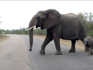 Mother Elephant fun with kid | Happy mother's day 2020 | WhatsApp status