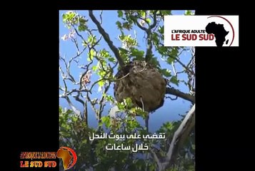 Etats-Unis: Le frelon géant, un insecte meurtrier,