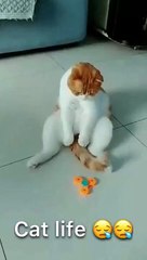 My quarantine days be like