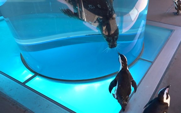 Japan aquarium holds inter species meet ups during coronavirus crisis