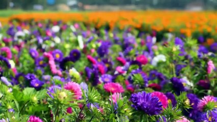 Khirai - The velly of flowers -- One day tour from kolkata - 2020