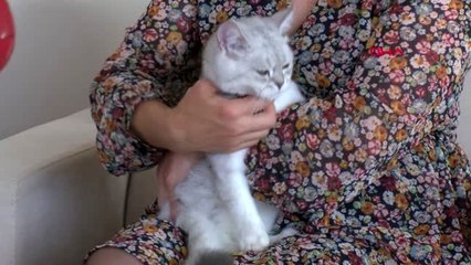 İZMİR 5,5 aylık kedisi Pamuk'un yaşamasi için yardım istiyor