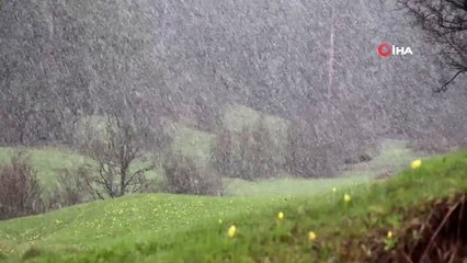 Çoban çiçekleri karlar altında kaldı
