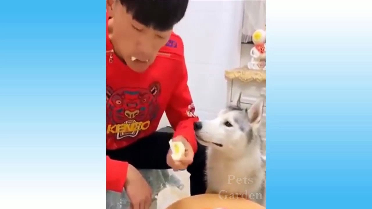 funny cats and dogs