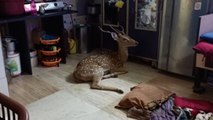 Chased by leopard, deer crashes through roof in Mumbai slum