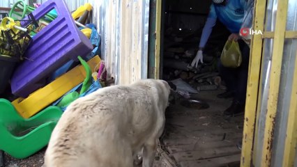 Özel izinle sokak hayvanlarını besliyorlar