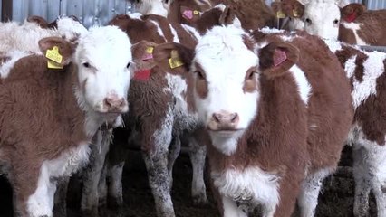 Girişimci iş kadınının "kızlarım" dediği inekleri ekmek kapısı oldu - AFYONKARAHİSAR