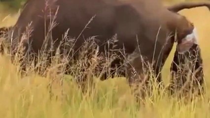 Lion vs Buffalo - Mother Buffalo rescue newborn Buffalo from the king Lions || Crazy_Hunt