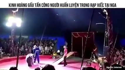 KINH HOÀNG GẤU TẤN CÔNG NGƯỜI HUẤN LUYỆN TRONG RẠP XIẾC TẠI NGA
