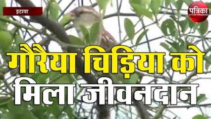 लॉकडाउन से गौरैया चिड़ियों को मिला नया जीवन