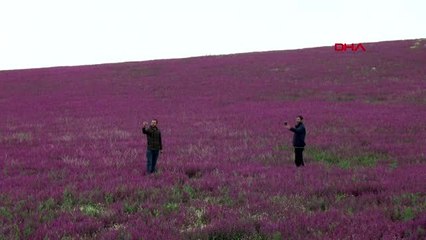AKSARAY Baharın müjdecisi ballıbaba ve papatyalardan görsel şölen