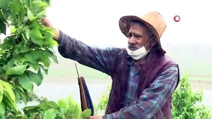 Ziya dede 4 saatlik izinde adasına koştu