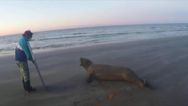 Devuelven al mar a un elefante marino localizado en un canal cerca de Buenos Aires