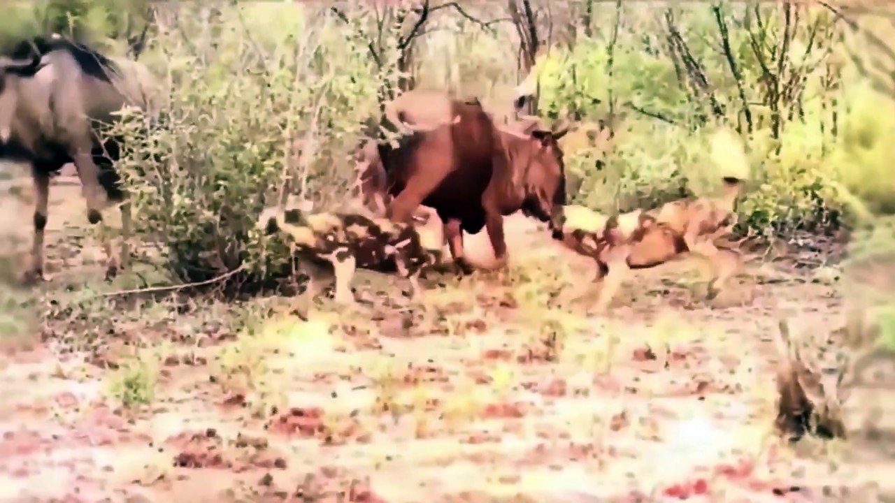 Best attack wild Epic Battle Of Wild dogs vs Animals is not never  Lion , Buffalo ||  Crazy Hunt