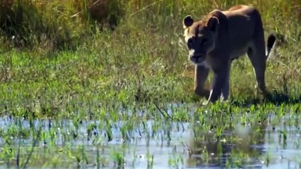 Hyena Were Punished After Stealing Prey From Wild Dogs || Crazy Hunt