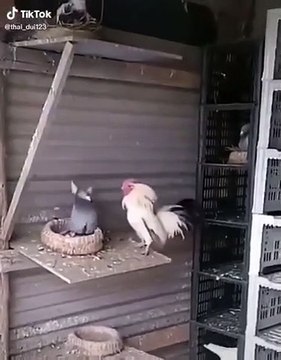 Pigeon contre Poulet, qui l'emportera ? Super Smash Bros