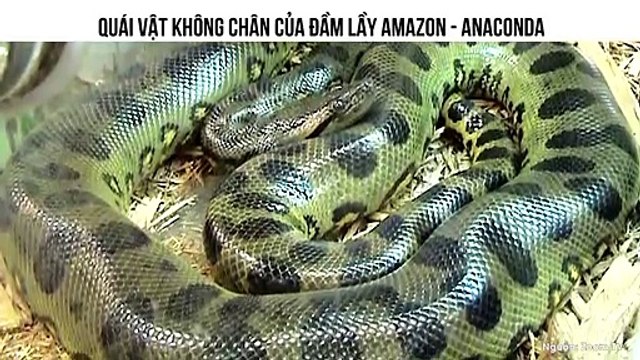 QUÁI VẬT KHÔNG CHÂN CỦA ĐẦM LẦY AMAZON - ANACONDA