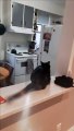 Saut raté d'un chat sur le frigo... 3...2...1...