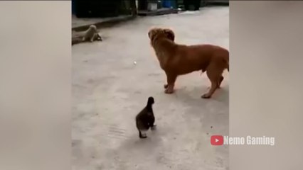 Trolling Noob.!Funny video || PUBGmobile