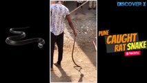 Caught big Huge Black rat snake by Young snake Rescuer @ Rutuja Park , pune, INDIA