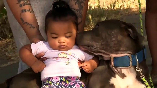 Chú chó pitbull dũng cảm cứu thoát cô chủ nhỏ khi nhà bị cháy