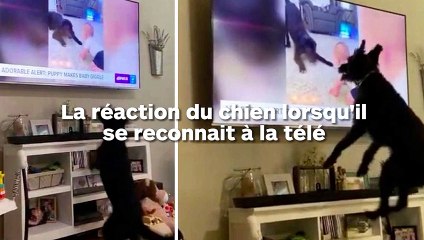 La réaction hilarante de ce chien quand il se reconnait à la télé !