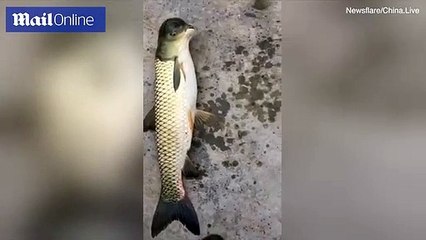 Sinh vật lạ ở Trung Quốc, mình cá chép nhưng đầu giống chim bồ câu