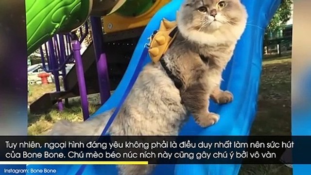 Bone Bone – từ chú mèo “ú nu ú na” ngổ ngáo trở thành ngôi sao mạng xã hội vạn người mê
