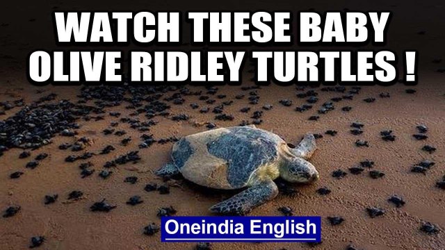 Hundreds of baby Olive Ridley turtles make their way to the sea at Odisha’s Rushikulya beach: watch