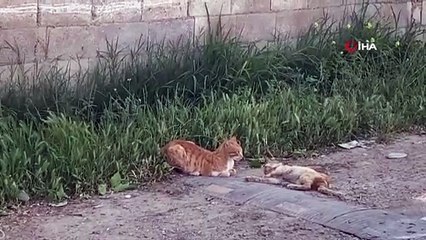 Anne kedi telef olan yavrusunun başında bekledi