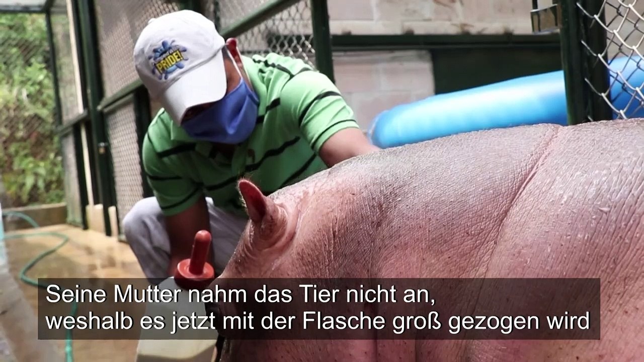 Cuteness Overload: Baby-Nilpferd in El Salvador geboren