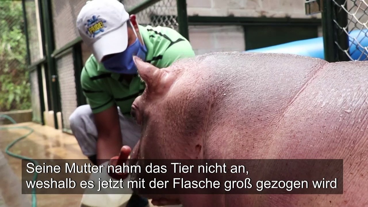 Cuteness Overload: Baby-Nilpferd in El Salvador geboren